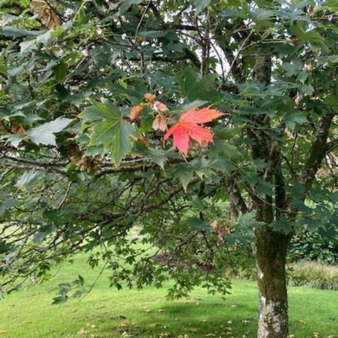 Are You The Odd One Out? – Sinead Huskisson