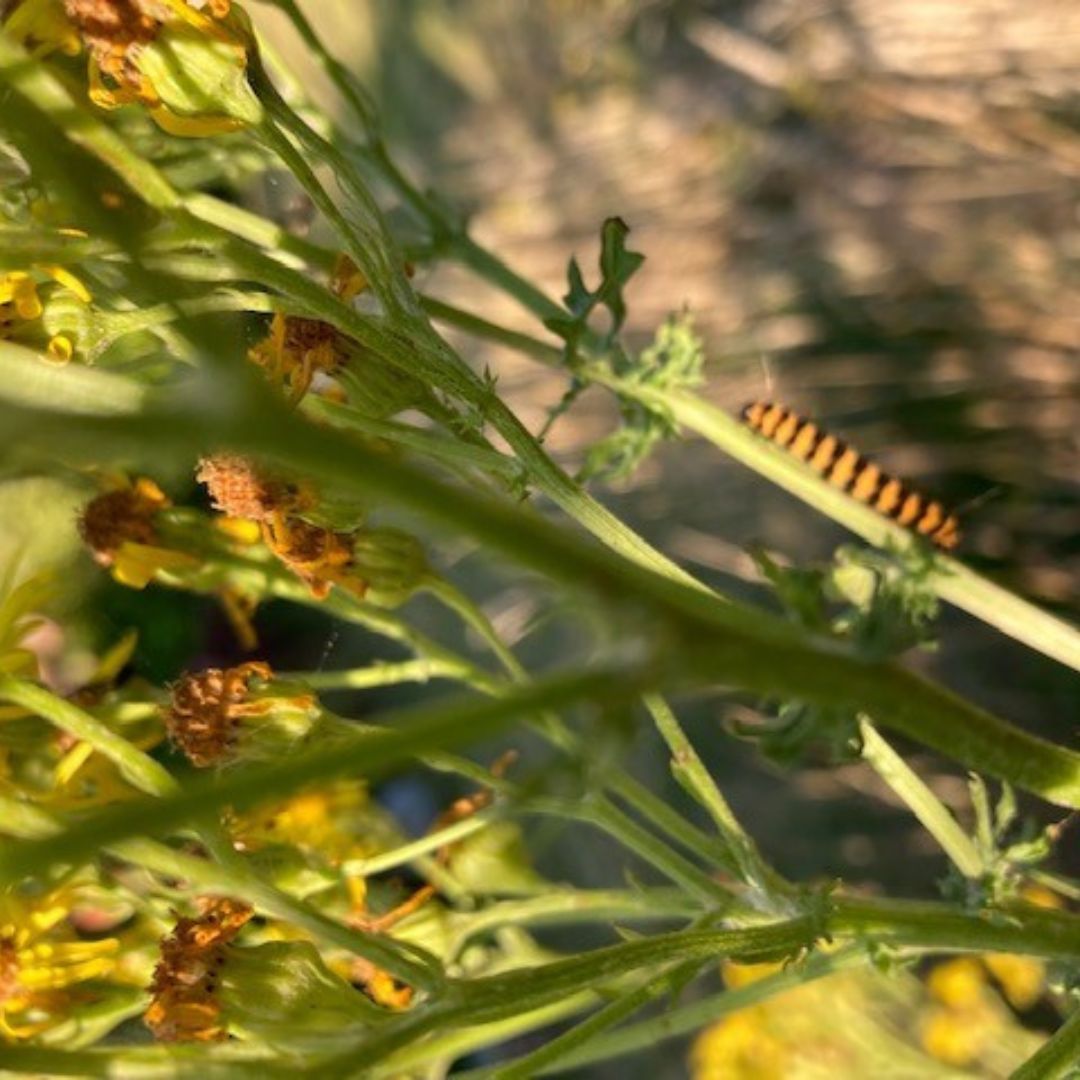 A Thing of&nbsp;Beauty